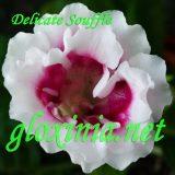  Delicate Souffle