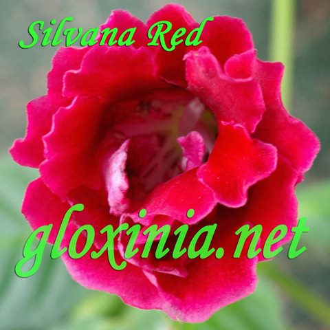  Silvana Red 