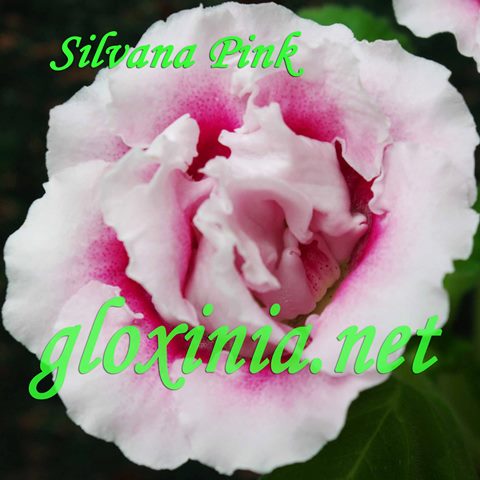 Глоксиния Silvana Pink 