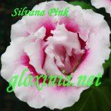  Silvana Pink
