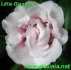  Little Diamond
