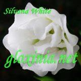  Silvana White