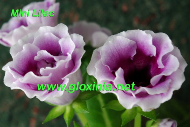 Глоксиния Mini Lilac 