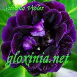Глоксиния Silvana Violet
