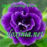 Глоксиния SRG's Sterling Purple