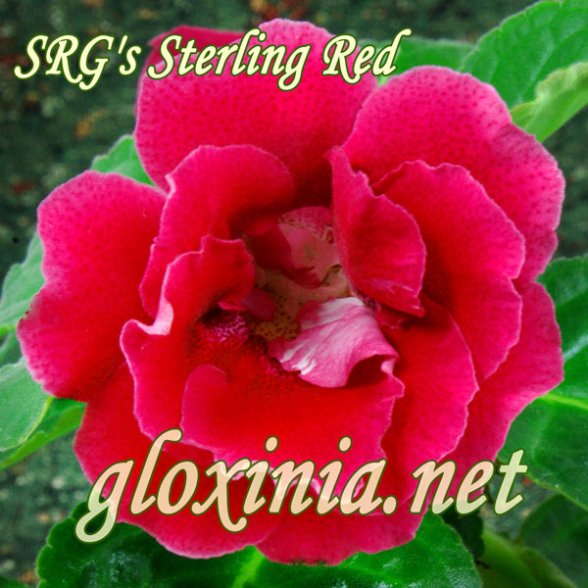 Глоксиния SRG's Sterling Red 