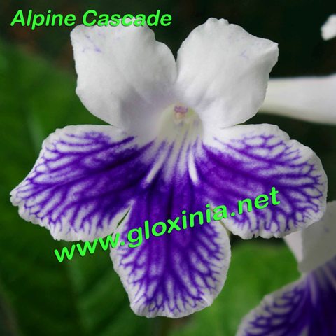  Alpine Cascade 