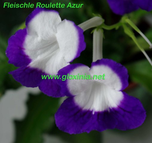  Fleischle Roulette Azur 