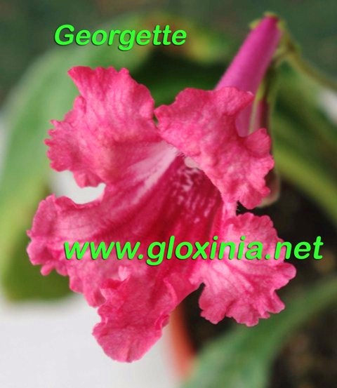  Georgette 