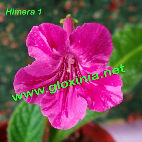  Himera1 