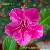  Himera1