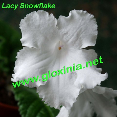  Lacy Snowflake 