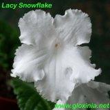  Lacy Snowflake