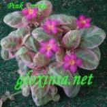 Эписция Pink Smoke