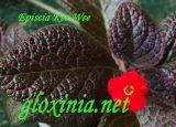 Эписция Kee Wee