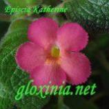 Эписция Katherine