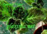 Эписция Emerald Velvet