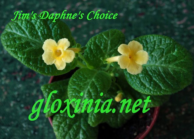  Jim's Daphne's Choice 