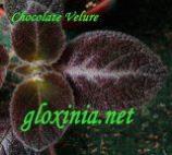 Эписция Chocolate Velure