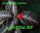 Эписция Spring Symphony