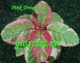 Эписция Pink Dreams