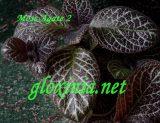 Эписция Moss Agate 2 (Киев)