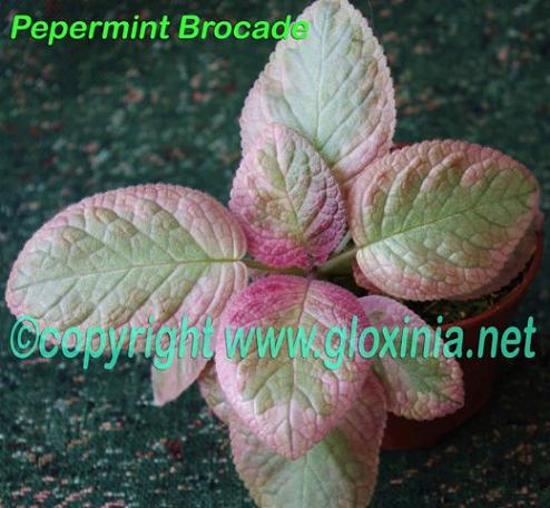  Peppermint Brocade 