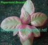  Peppermint Brocade