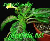 Эписция Sun Gold химера