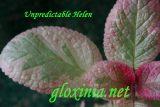 Эписция Unpredictable Helen