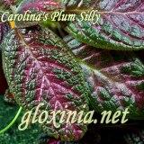 Эписция Carolina's Plum Silly