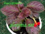 Эписция Dixie's Springtime