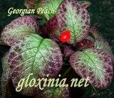 Эписция Georgian Peach