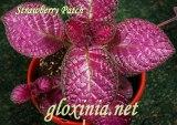 Эписция Strawberry Patch
