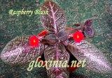Эписция Raspberry Blush