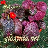 Эписция Pink Gator