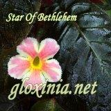 Эписция Star Of Bethlehem