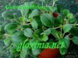 Эписция Альсобия dianthiflora (гвоздикоцветная)