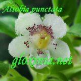 Эписция Альсобия punctata