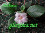Эписция Альсобия `Iris August`