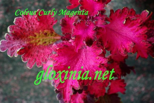 Curly Magenta 