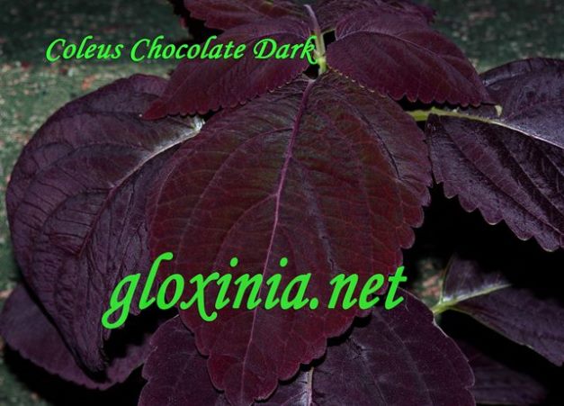  Chocolate Dark 