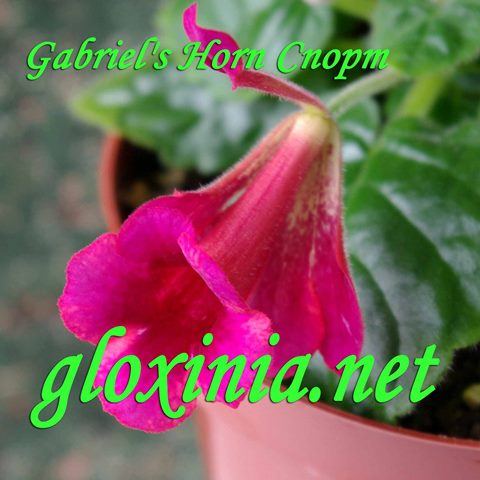  Gabriel's Horn  