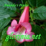 Синнингия Amanda's Penny
