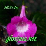 Синнингия HCY's Joy