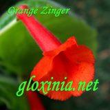 Синнингия Orange Zinger