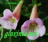 Синнингия California Gold