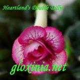Синнингия Heartland's Double Dilly