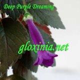 Синнингия Deep Purple Dreaming