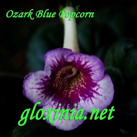  Ozark Blue Popcorn 